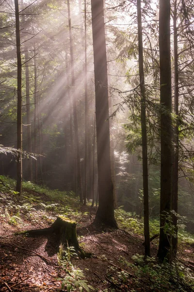 Foresta nebbiosa naturale — Foto Stock