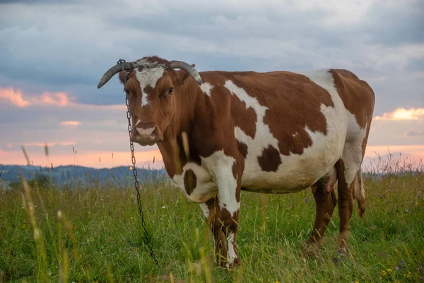 Vaca en un pasto de montaña al atardecer — Foto de Stock