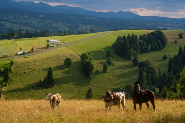 Old, worn-out horse grazing on a mountain pasture with cows — Stock Photo, Image