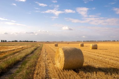 Sakallı saman balyaları