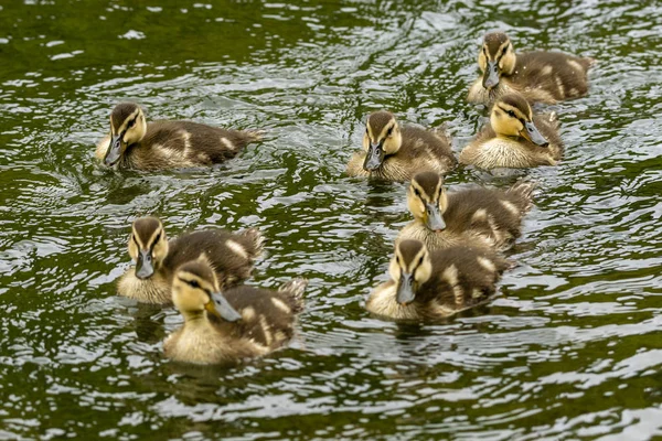 Little ducklings flowing in the river — Stock Photo, Image