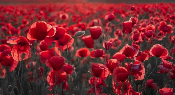 Panorama de magníficas amapolas rojas iluminadas por el entorno s — Foto de Stock