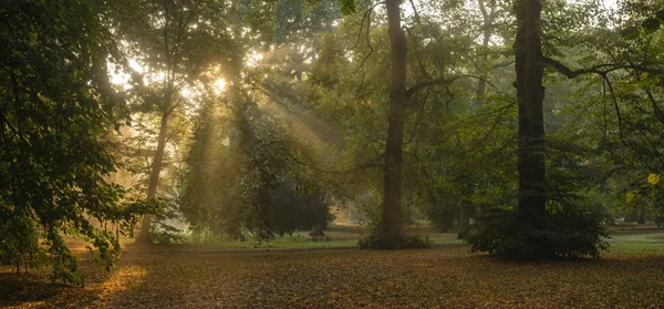 Underbar morgon i parken-solens strålar bryta igenom ca — Stockfoto