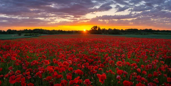 Puesta de sol sobre el prado de magníficas amapolas rojas — Foto de Stock