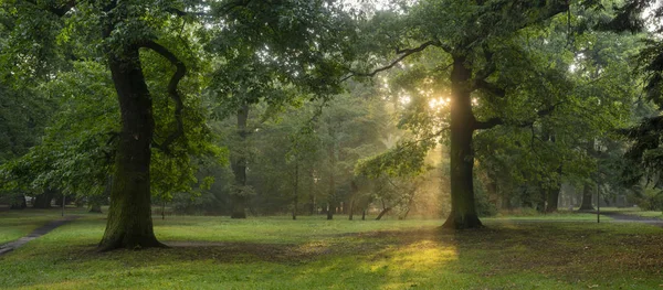 公園で素晴らしい朝 - 太陽の光が突破 — ストック写真