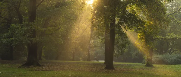 Чудесное утро в парке - солнечные лучи, прорывающиеся через ок — стоковое фото