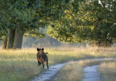 Avcılardan kaçan domuz
