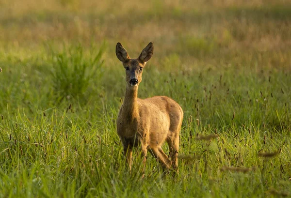 Cerfs dans la prairie — Photo