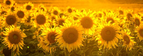 Sunflower Field Bathed Golden Light Setting Sun Panorama — Stock Photo, Image