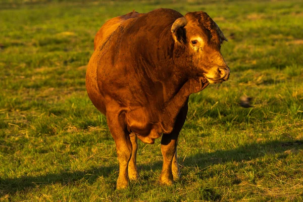 Toro Cría Fornido Pasto — Foto de Stock