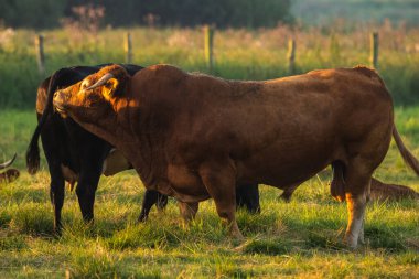 Boğa ineğin üremeye hazır olup olmadığını kontrol ediyor.