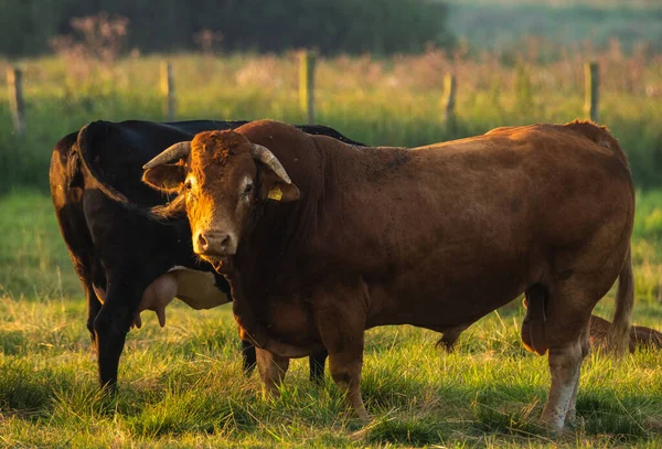 Touro Reprodutor Carne Bovina Pasto — Fotografia de Stock