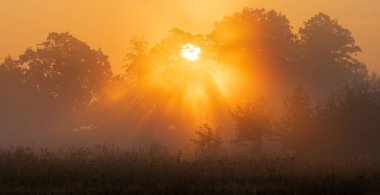 Yükselen güneşin ışınları ağaçların tepelerine saçılıyor.