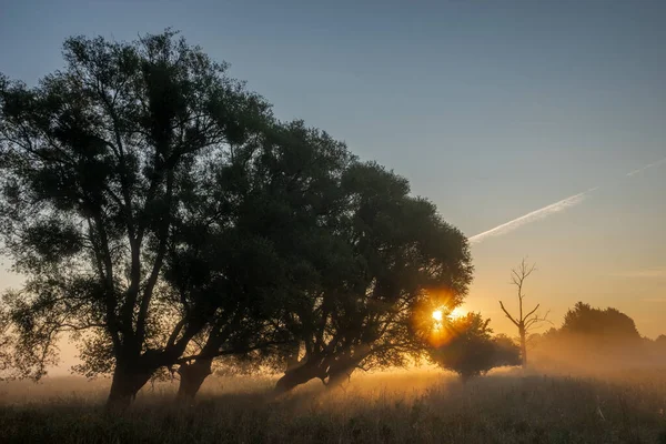 Les Rayons Soleil Levant Dispersant Dans Cime Des Arbres — Photo