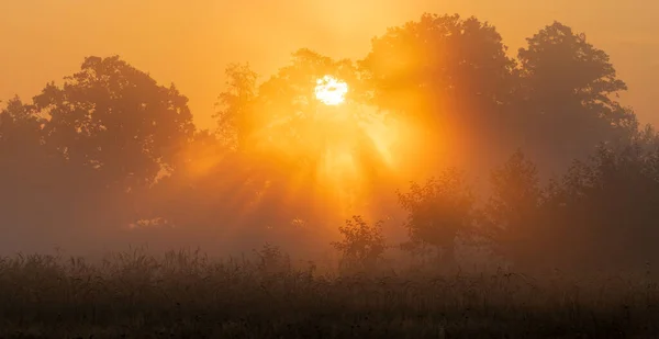 Die Strahlen Der Aufgehenden Sonne Die Sich Den Baumwipfeln Verstreuen — Stockfoto