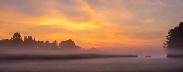Morning Mists Sweeping Forest Meadow Swidwie Reserve Poland Wonderful Sunrise — Stock Photo, Image