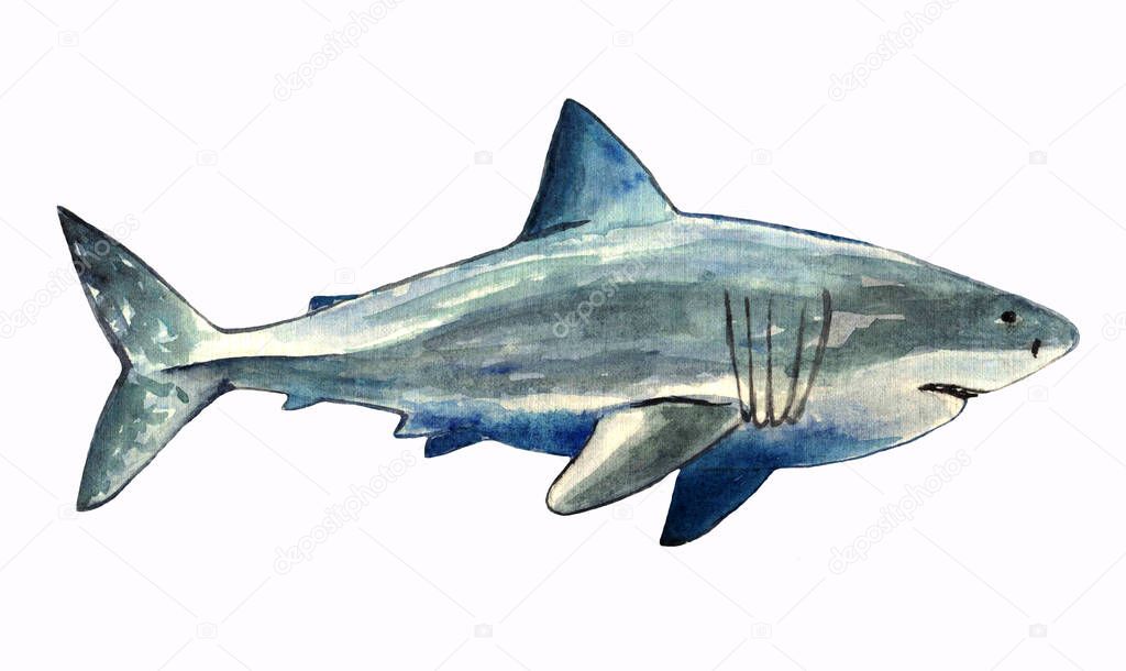 Hand drawn watercolor Shark