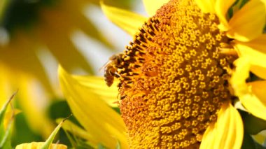 Sarı ayçiçeğinin ve ayçiçeğinden nektar ve polen toplayan sevimli arıların yakın görüntüsü. Arının polenle kaplı makro görüntüleri.