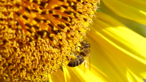 Honey Bee Collecting Nectar Pollen Yellow Sunflower Close Macro Footage — Stock Video