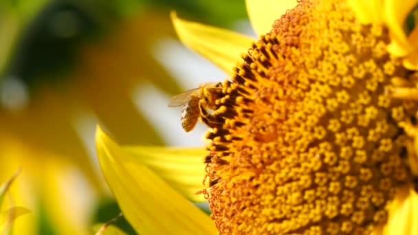 Honungsbi Samlar Nektar Och Pollen Från Gul Solros Nära Håll — Stockvideo