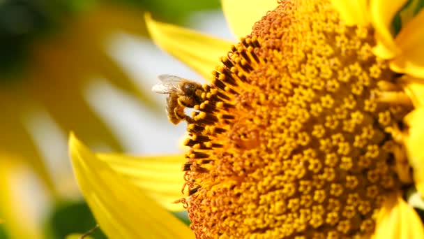 Honey Bee Collecting Nectar Pollen Yellow Sunflower Close Macro Footage — Stock Video