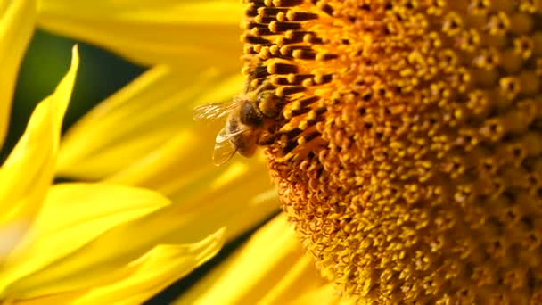 Honey Bee Collecting Nectar Pollen Yellow Sunflower Close Macro Footage — Stock Video