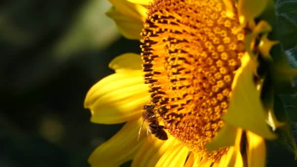 Honey Bee Collecting Nectar Pollen Yellow Sunflower Close Macro Footage — Stock Video