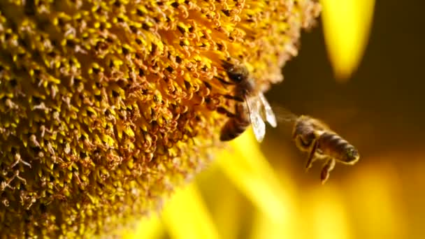 Dvě včely sbírající nektar a pyl ze žlutých slunečnic zblízka. Makro záběry včel pokryté pylem.