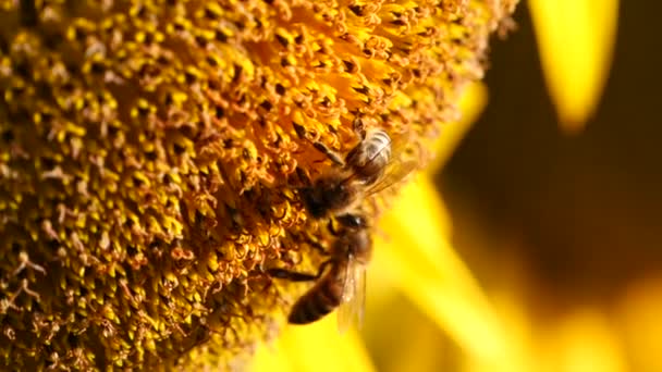 Abeja Miel Recogiendo Néctar Polen Girasol Amarillo Vista Cerca Imágenes — Vídeos de Stock