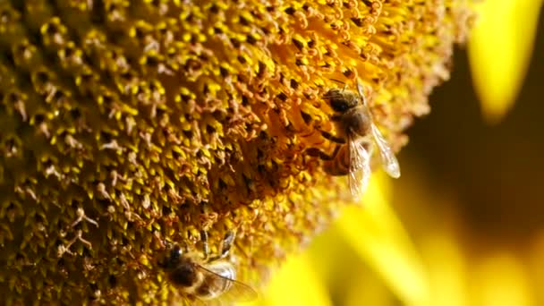 Dos Abejas Recolectando Néctar Polen Del Girasol Amarillo Acercan Imágenes — Vídeos de Stock