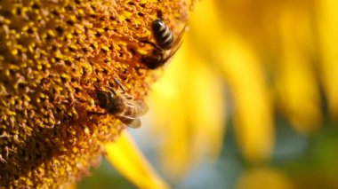 İki bal arısı, sarı ayçiçeğinden nektar ve polen topluyor. Arının polenle kaplı makro görüntüleri.