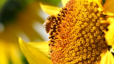Bal arısı polenle kaplanmış nektar sarısı ayçiçeği topluyor, manzarayı kapatıyor. Yazın polen saçan arıların makro görüntüleri.