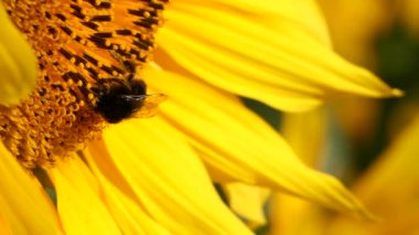 Bumblebee polenle kaplanmış nektar sarısı ayçiçeği topluyor, manzarayı kapatıyor. Yazın yaban arısı tozlaşan çiçeğinin makro görüntüleri.