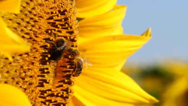 Honigbiene Und Hummel Mit Pollen Bedeckt Die Nektargelbe Sonnenblumen Sammeln — Stockvideo
