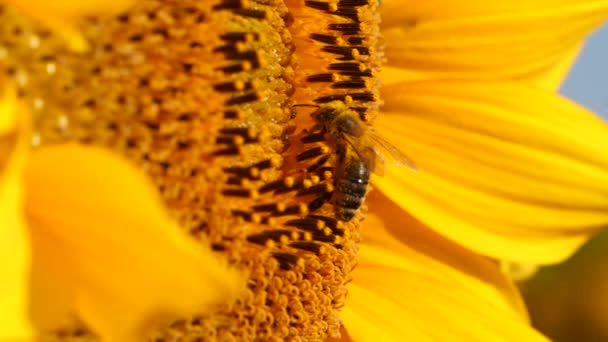 꿀벌은 꽃가루를 뒤집어쓴 화밀노란 해바라기를 주워오는데 가까이 수있습니다 여름에 수분시키는 — 비디오