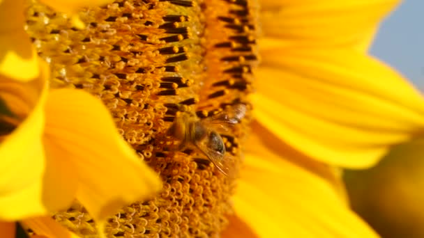 꿀벌은 꽃가루를 뒤집어쓴 화밀노란 해바라기를 주워오는데 가까이 수있습니다 여름에 수분시키는 — 비디오