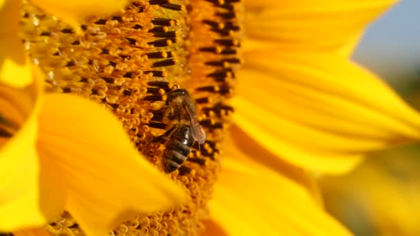 Abeja Miel Cubierta Con Polen Recoger Girasol Amarillo Néctar Vista — Vídeos de Stock