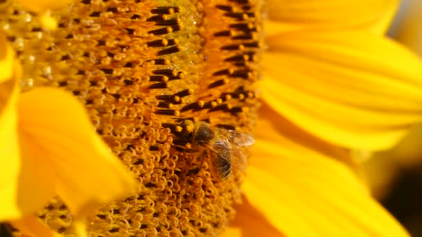 Honey Bee Covered Pollen Collecting Nectar Yellow Sunflower Close View — Stock Video