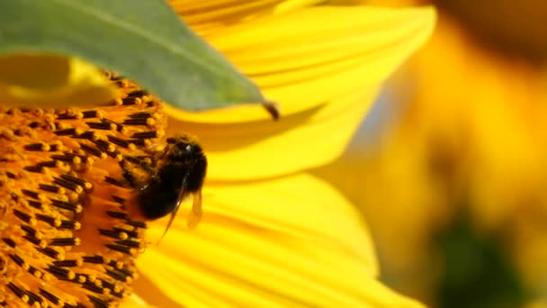 Hummeln Mit Pollen Die Nektargelbe Sonnenblumen Sammeln Nahsicht Makroaufnahmen Von — Stockvideo