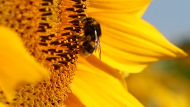 Abejorro Cubierto Con Polen Recoger Girasol Amarillo Néctar Vista Cerca — Vídeos de Stock