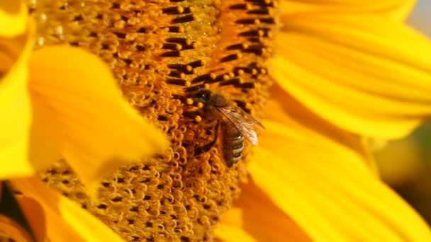 Honey Bee Covered Pollen Collecting Nectar Yellow Sunflower Close View — Stock Video