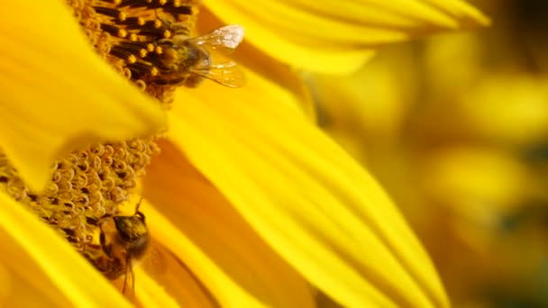 Honey Bees Covered Pollen Collecting Nectar Yellow Sunflower Sunflower Field — Stock Video