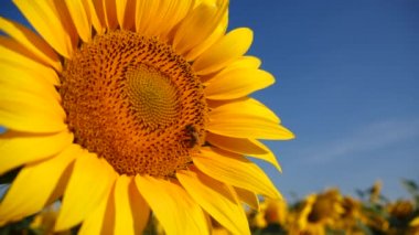 Ayçiçeği ve arı güzel mavi gökyüzü ve ayçiçeği tarlasında nektar ve polen topluyor. Sarı ve mavi yaz konsepti.