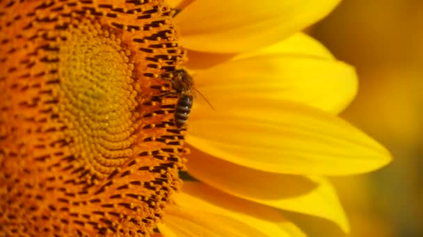 Ape Miele Coperta Con Polline Che Raccoglie Nettare Girasole Giallo — Video Stock