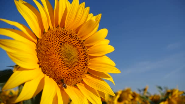 Solros Och Samlar Nektar Och Pollen Bakgrund Vackra Klarblå Himmel — Stockvideo