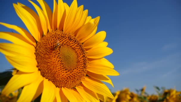Solros Och Samlar Nektar Och Pollen Bakgrund Vackra Klarblå Himmel — Stockvideo