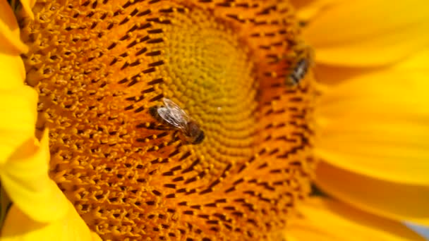 Girasole Api Ricoperte Polline Che Raccolgono Nettare Polline Uno Sfondo — Video Stock