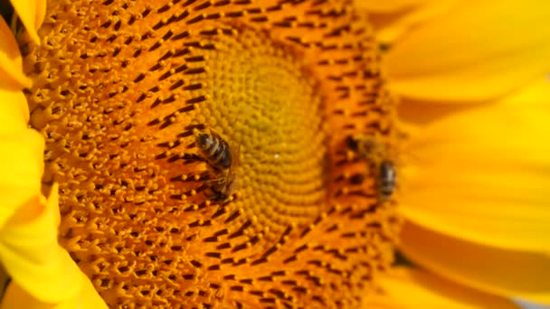 Sunflower Honey Bees Covered Pollen Collecting Nectar Pollen Background Beautiful — Stock Video
