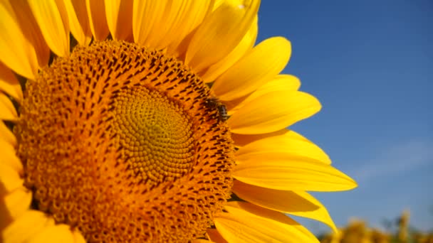 Napraforgó Méh Virágporral Borított Gyűjtése Nektár Pollen Háttér Gyönyörű Fényes — Stock videók