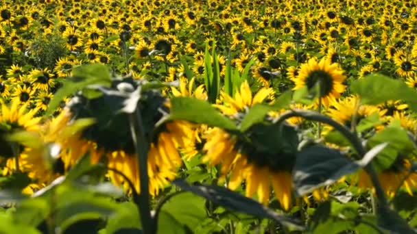 Flygfoto Över Solrosfält Oändligt Fält Fullt Gula Solrosor Solig Sommardag — Stockvideo